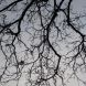 Branches - blue/grey